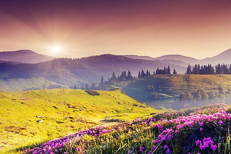 Valley of Flowers National Park